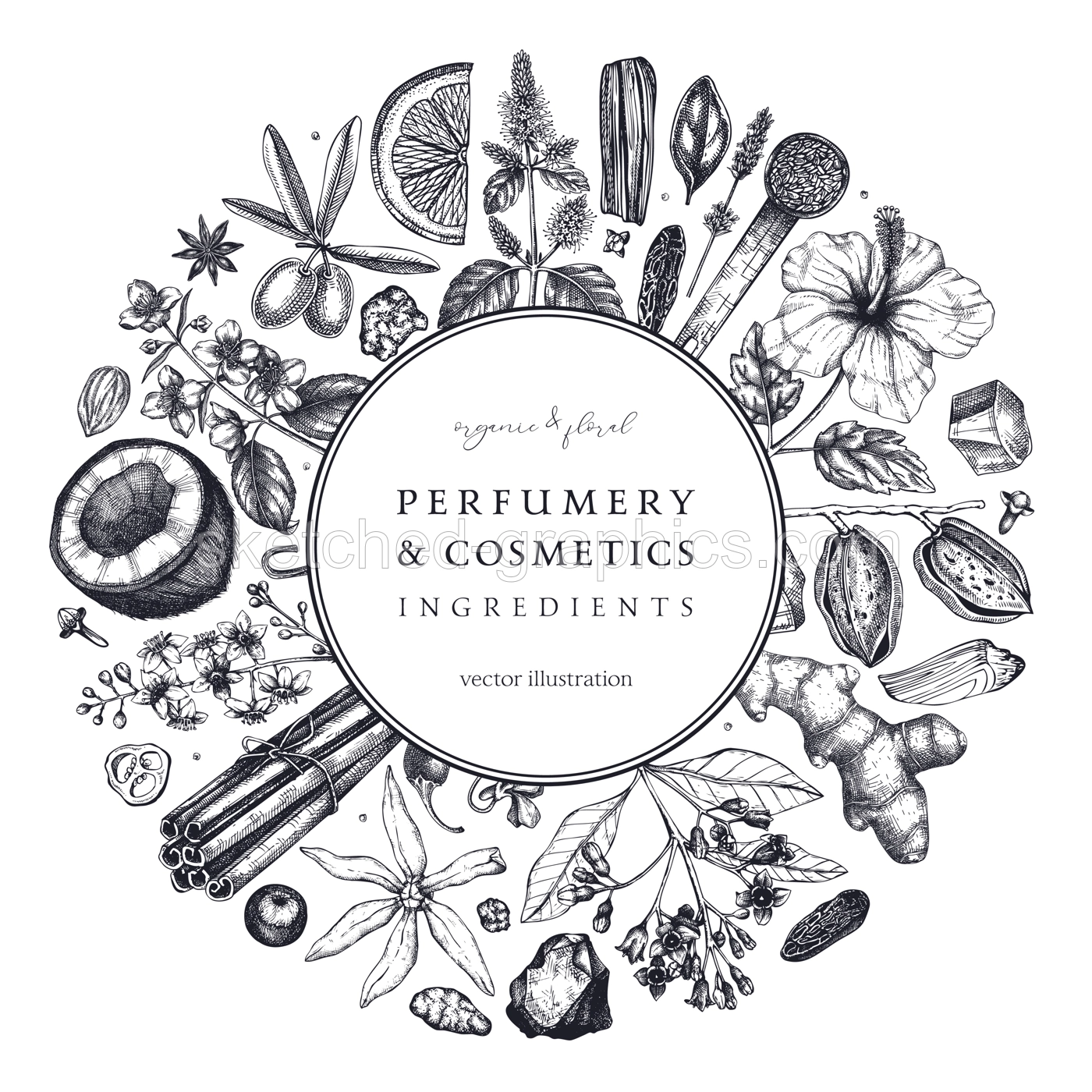 Aromatic plants wreath. Perfumery and cosmetics ingredients banner. Flower, fruit, spice, herb sketches. Hand drawn vector illustration. Packaging design template.  Illustration